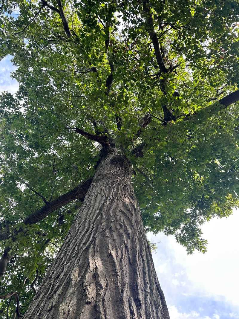 Tall, Mature Trees Tall, Mature Trees