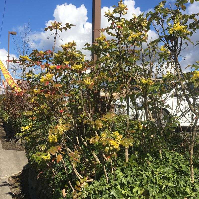 Tall Oregon Grape