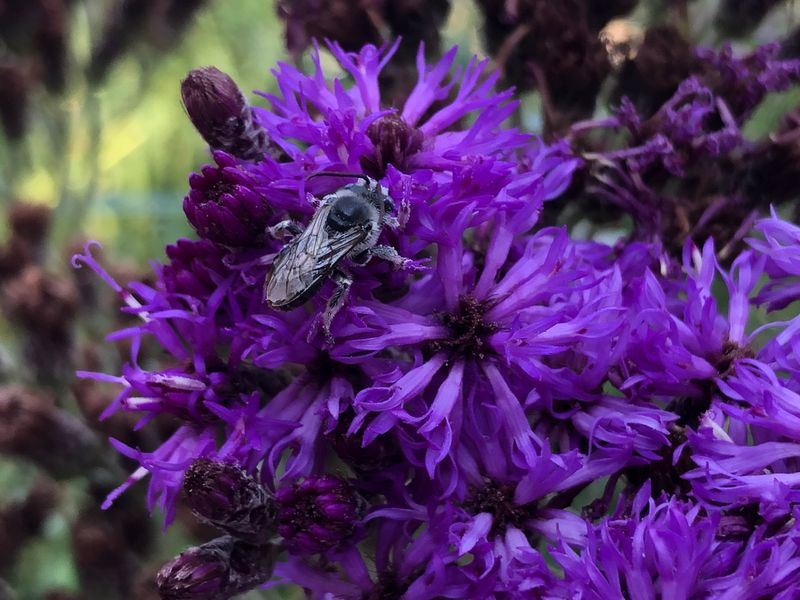 Tall Purple Blooms Draw Pollinators Fast Tall Purple Blooms Draw Pollinators Fast