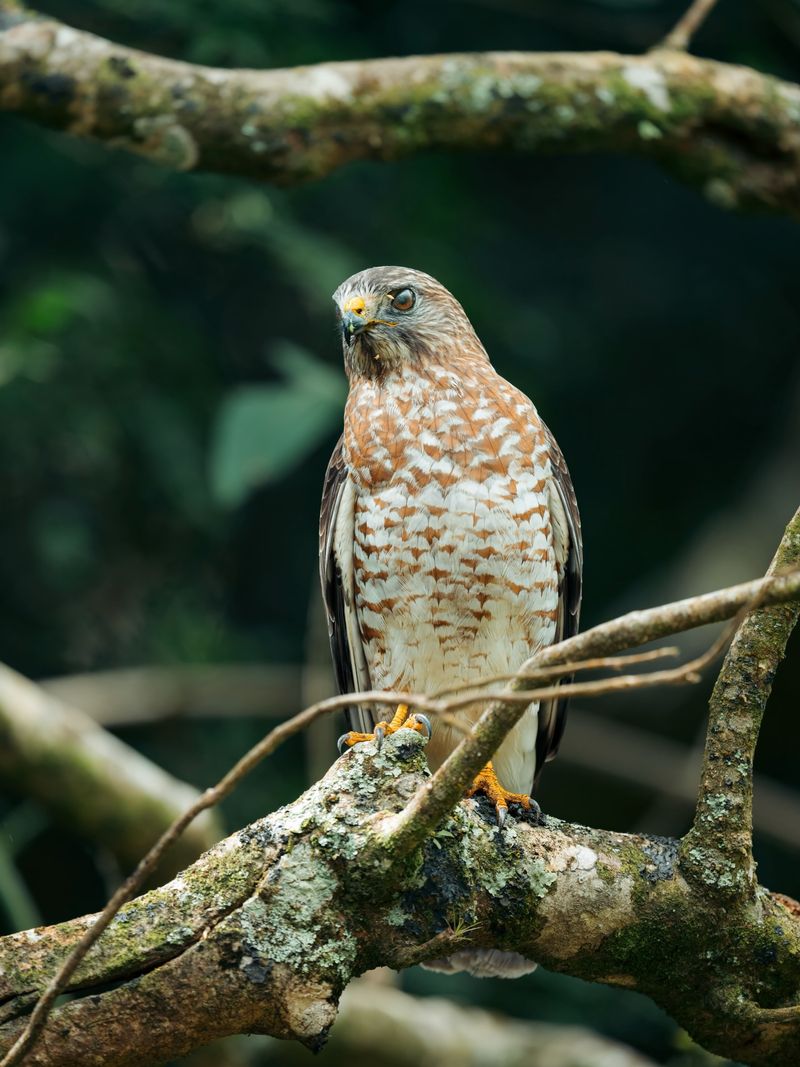 Tall Trees Can Give Traveling Hawks A Place To Rest