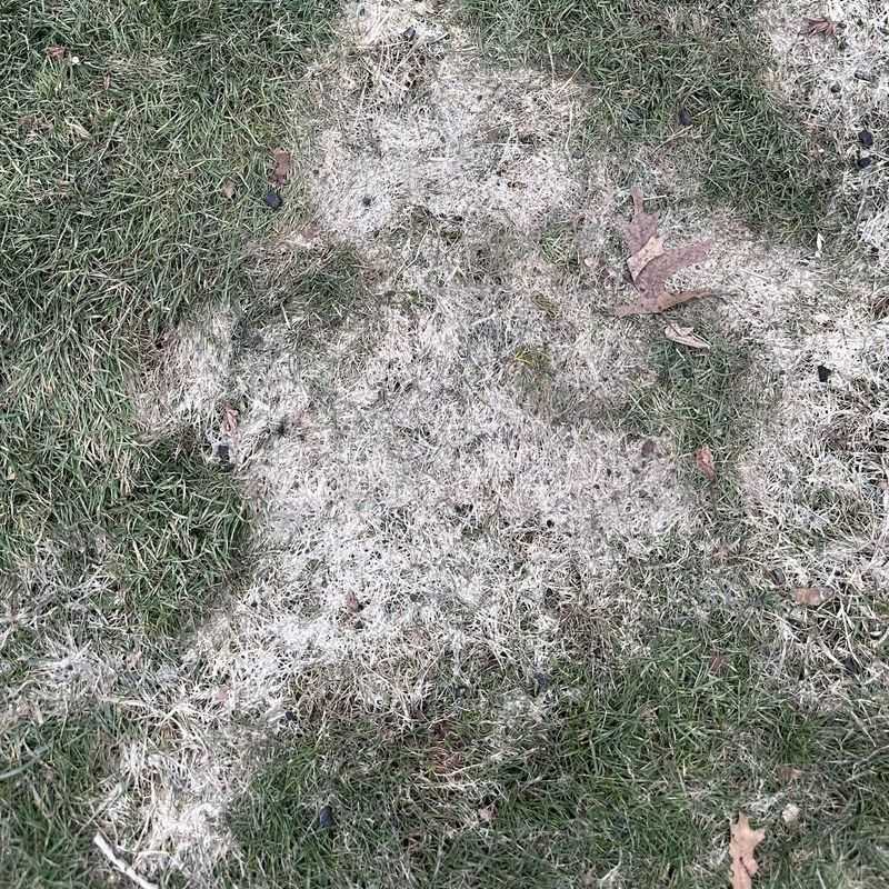 Taller Turf Handles Cold Stress Better Taller Turf Handles Cold Stress Better