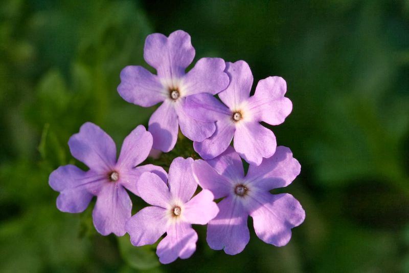 Tampa Verbena Extends The Fall Flower Show
