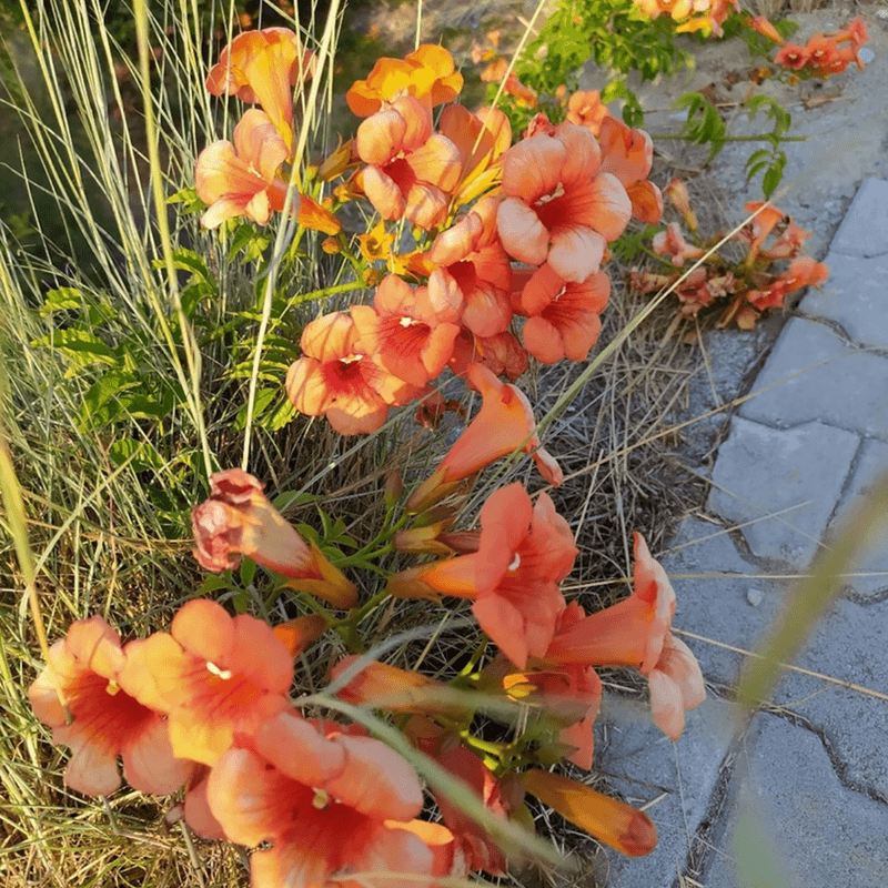 Tangerine Beauty Crossvine Tangerine Beauty Crossvine