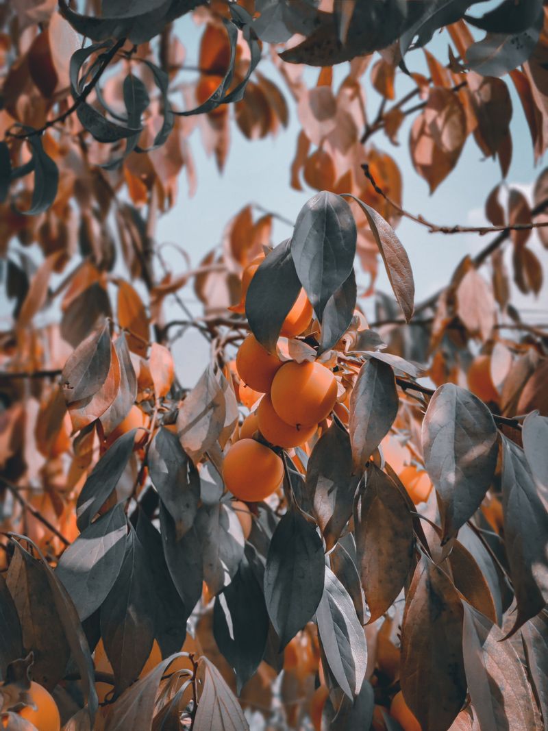 Tannins And The Chemistry Behind The Pucker Tannins And The Chemistry Behind The Pucker