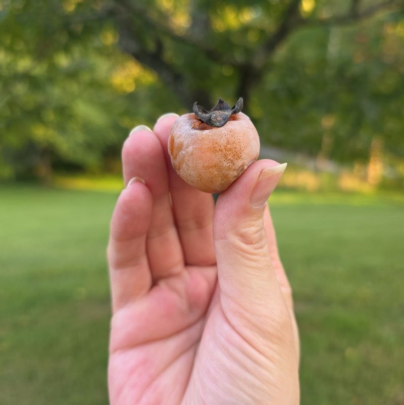 Tannins Hiding In Unripe Fruit