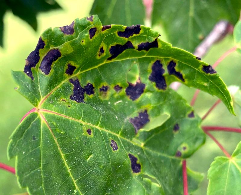 Tar Spot Fungus Speeds Up The Drop Tar Spot Fungus Speeds Up The Drop