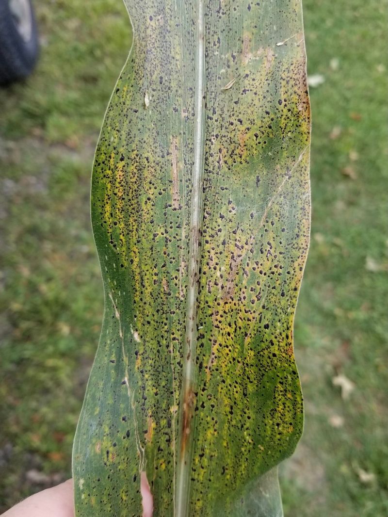 Tar Spot Leaves Distinct Black Marks On Corn Leaves