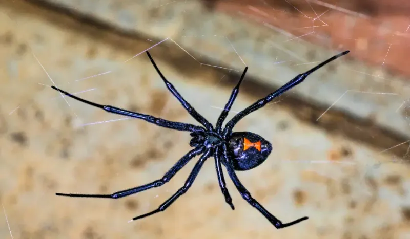 Tarantulas are usually low risk, but not every Arizona spider is