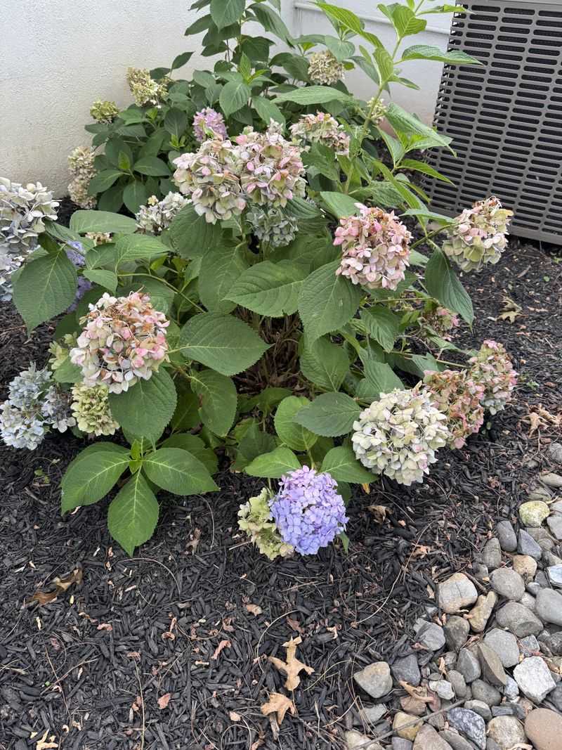 Tasks Worth Doing After The Blooms Fade Tasks Worth Doing After The Blooms Fade