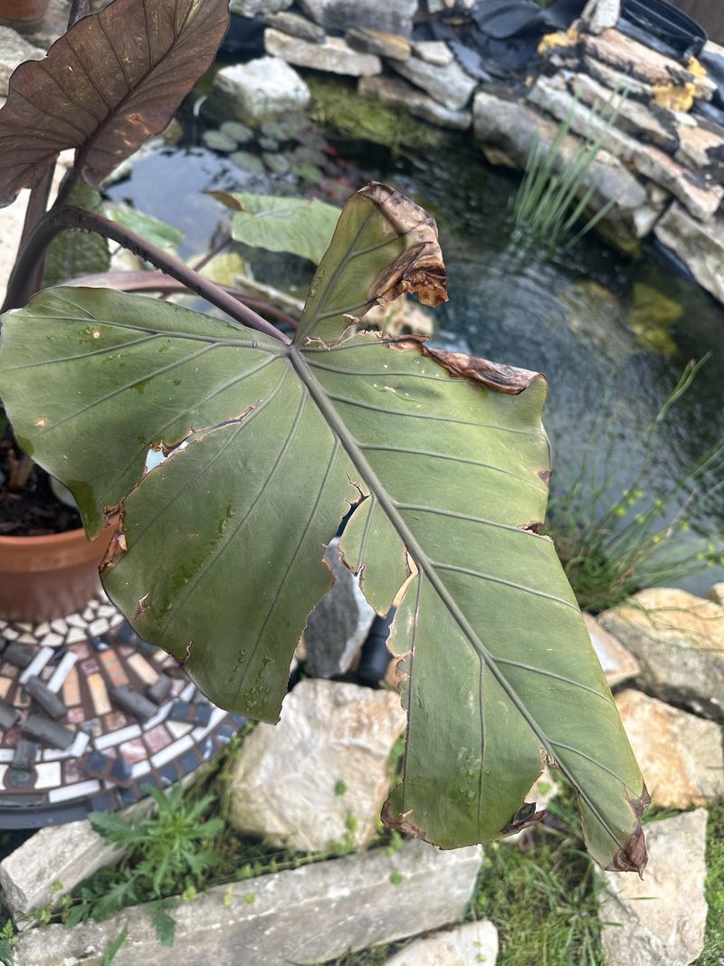 Tattered Torn Leaves Are A Wind Signature Tattered Torn Leaves Are A Wind Signature