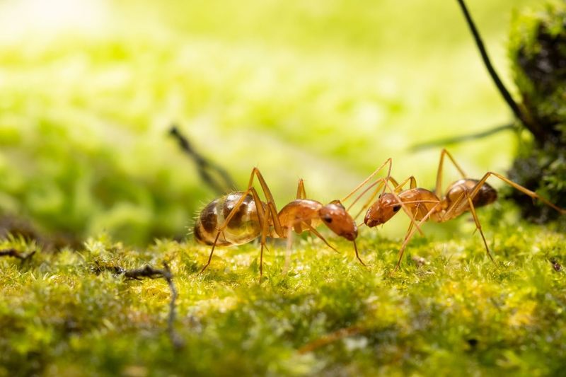 Tawny Crazy Ants, The Culprit Behind The Takeover