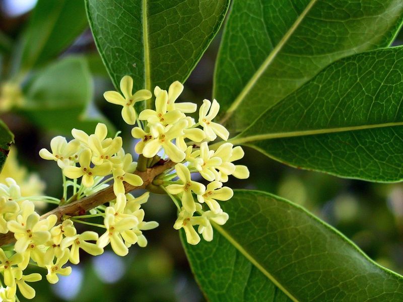 Tea Olive Can Produce Fragrant Blooms Beyond Its Main Fall Flush Tea Olive Can Produce Fragrant Blooms Beyond Its Main Fall Flush