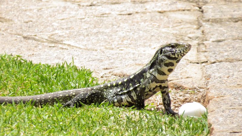 Tegus Can Put Native Wildlife At Risk