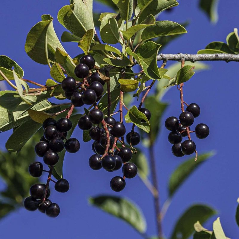 Telling Chokecherry Apart From Its Look-Alikes Telling Chokecherry Apart From Its Look-Alikes