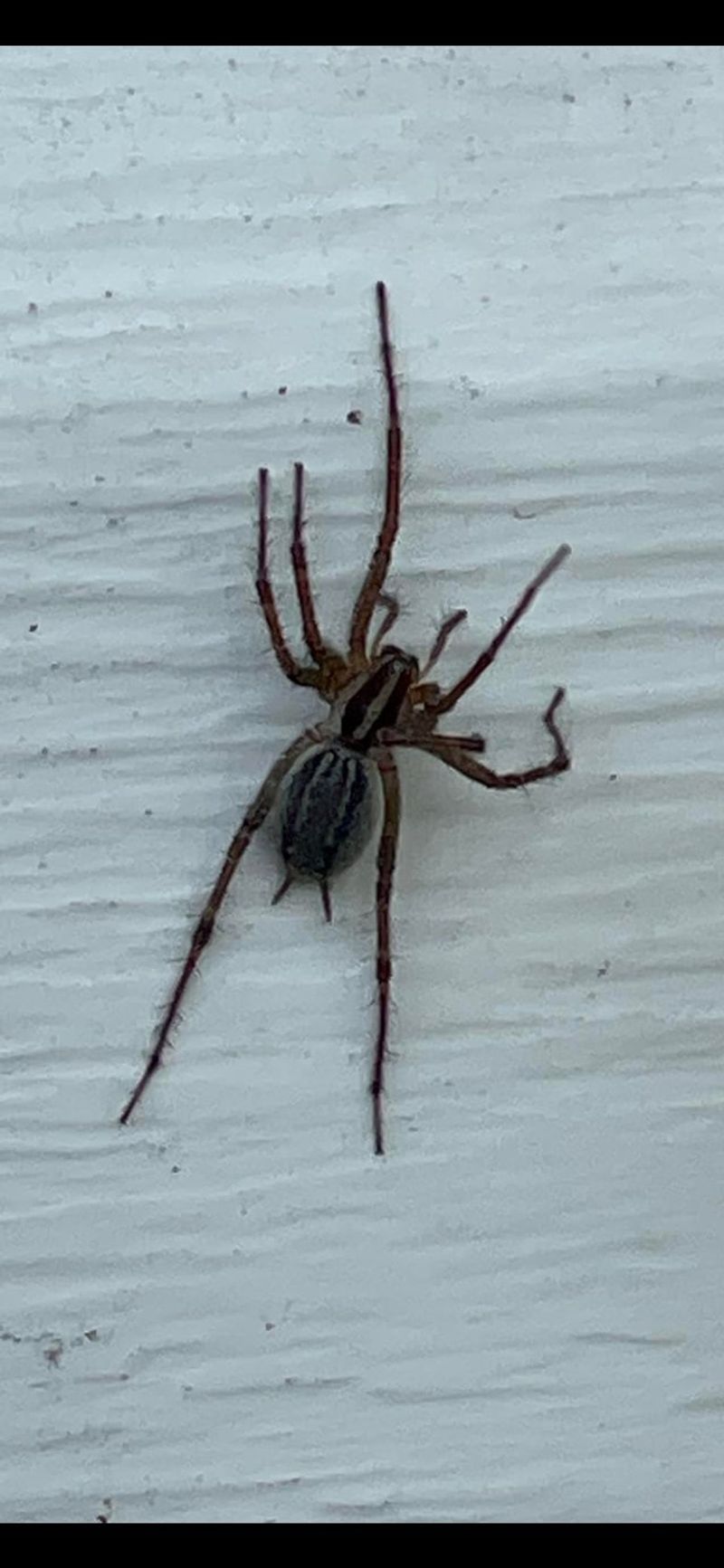 Telling Funnel Weavers Apart From The Spider Everyone Fears
