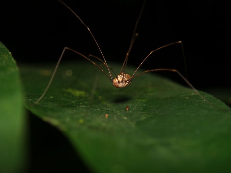 Telling Harvestmen Apart From Look-Alike Visitors Telling Harvestmen Apart From Look-Alike Visitors