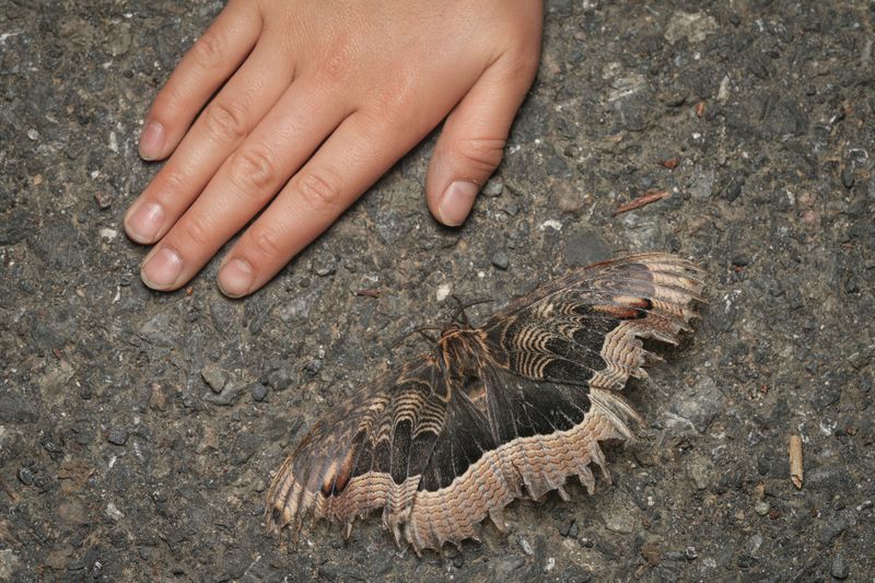 Telling It Apart From Bats And Other Big Moths