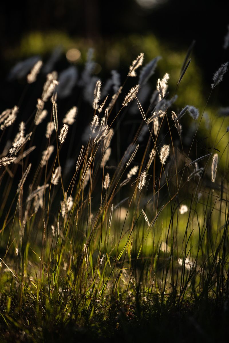 Telling It Apart From Grasses You Already Know