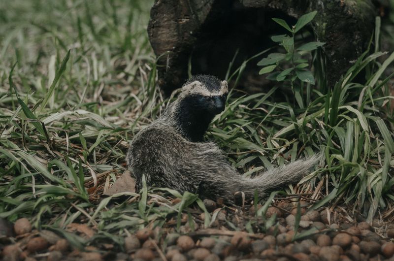 Telling It Apart From The Skunk You Already Know