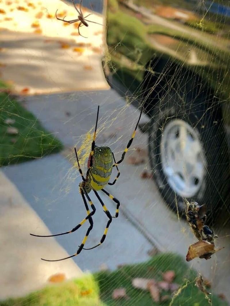 Telling Joros Apart From Familiar Backyard Spiders