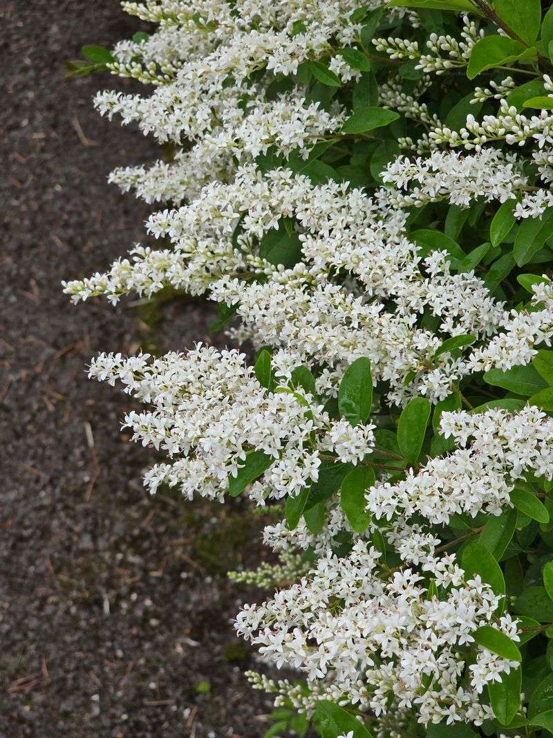 Telling Privet Apart From Native Shrubs You Want To Keep Telling Privet Apart From Native Shrubs You Want To Keep