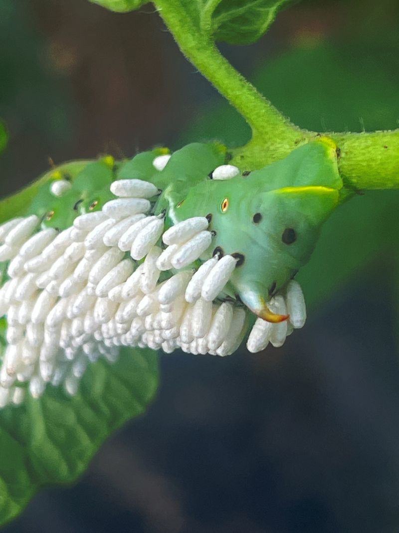 Telling Wasp Cocoons Apart From Real Trouble