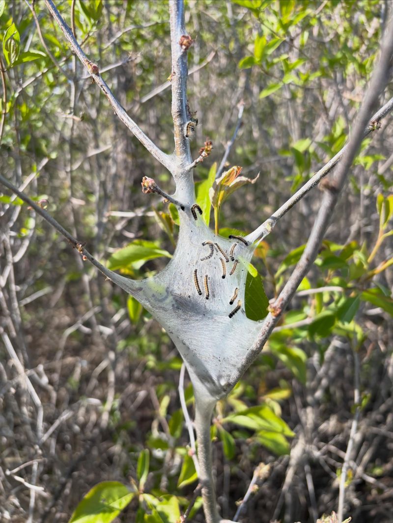 Telling Webworms From Tent Caterpillars Telling Webworms From Tent Caterpillars