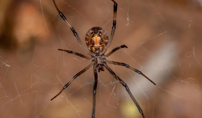 Telling Widows Apart From Louisiana's Other Backyard Spiders