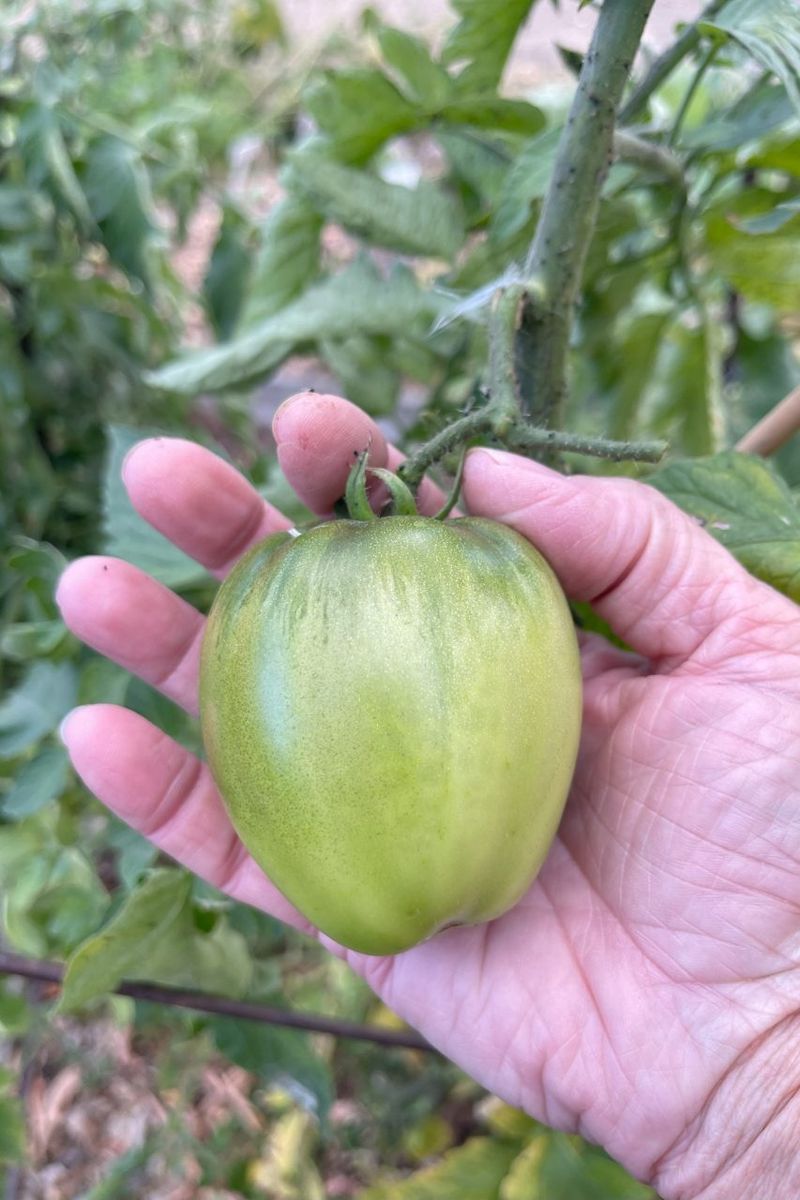 Temperatures That Are Too Cold Can Disrupt Ripening