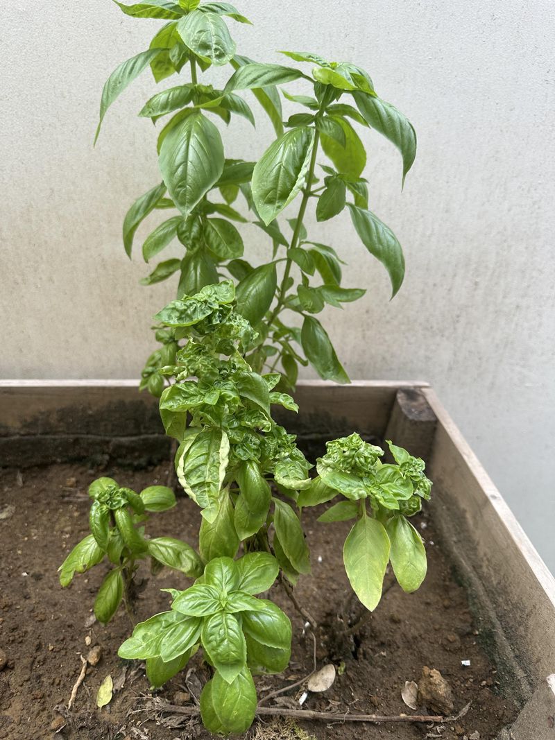 Tender Annuals Start Showing Cold Weather Stress Tender Annuals Start Showing Cold Weather Stress