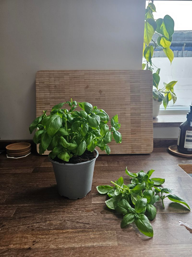 Tender Herbs Can Keep Growing Indoors