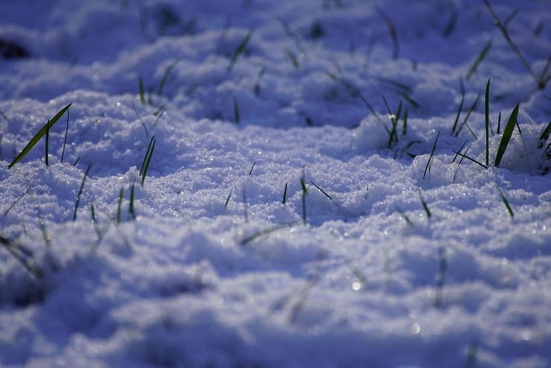 Tender Late Growth Freezes Fast In Winter Tender Late Growth Freezes Fast In Winter
