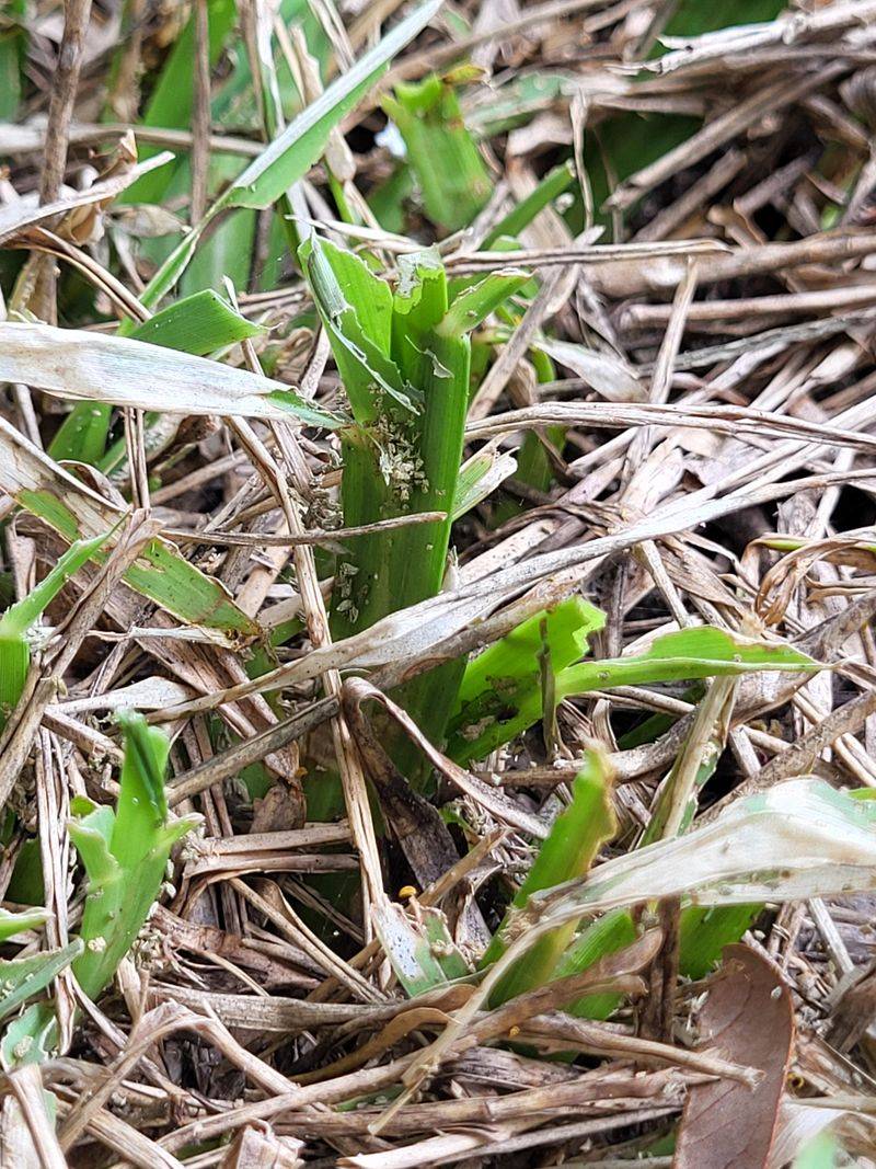 Tender New Growth As An Open Buffet