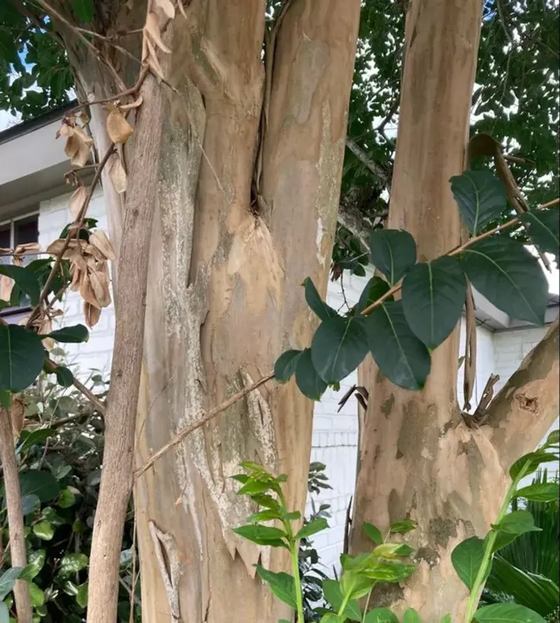 Tender New Growth Is More Open To Cold Damage