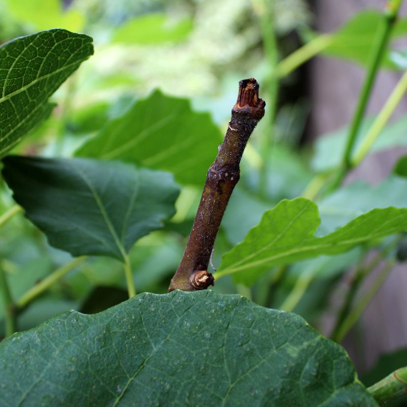 Tender New Growth Takes The First Hit