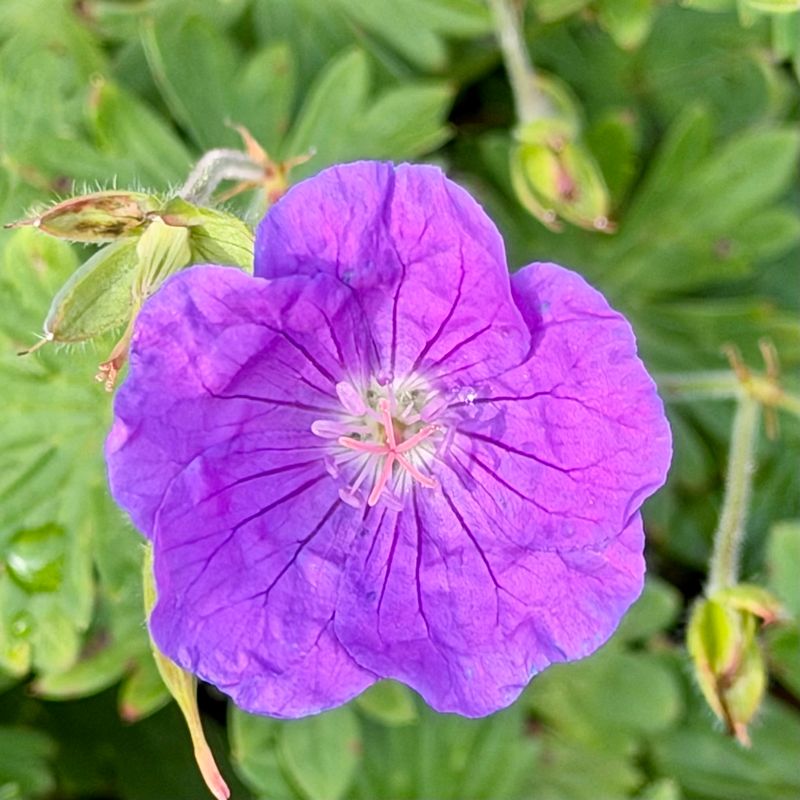 Tender Perennials Worth Rescuing Tender Perennials Worth Rescuing