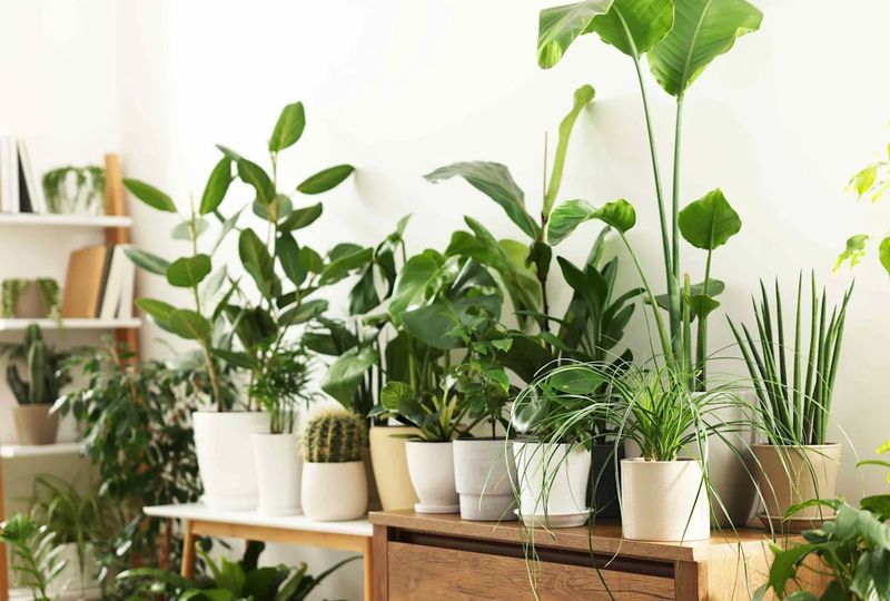 Tender Plants Should Come Inside Before Frost Threatens
