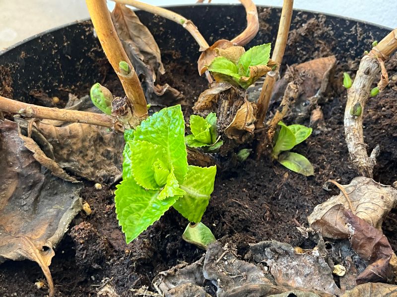 Tender Shoots Ahead Of A Blue Norther