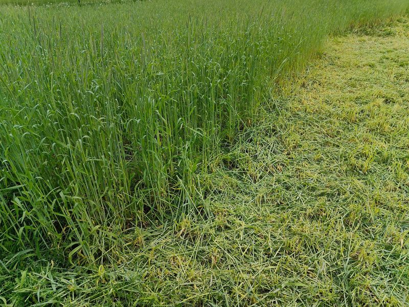 Terminate Cover Crops Before They Become A Problem Terminate Cover Crops Before They Become A Problem