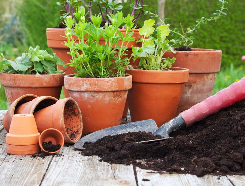 Terracotta Pots