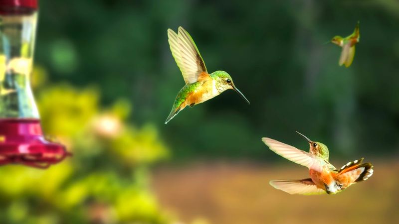 Territorial Birds May Chase Others Away