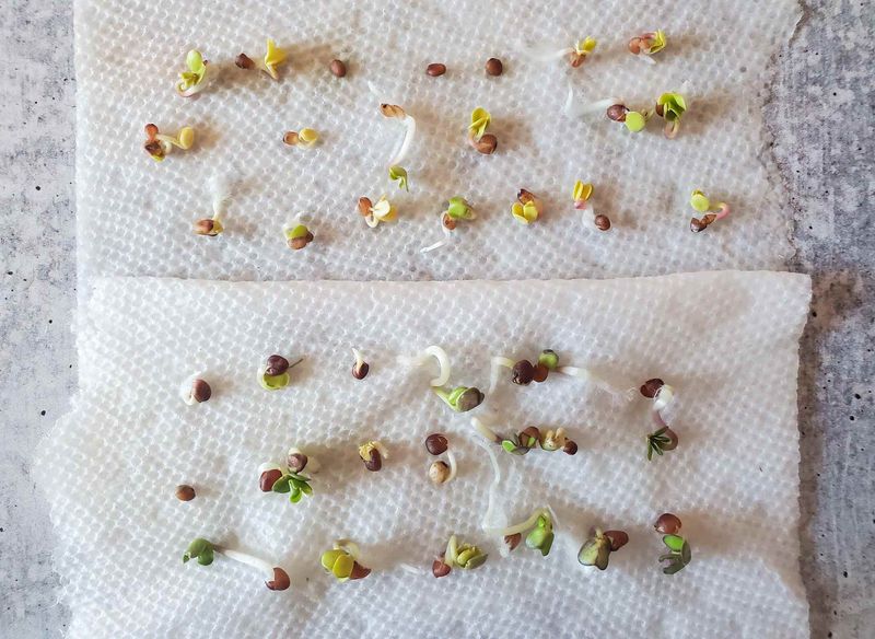 Test Germination Before Planting a Large Bed