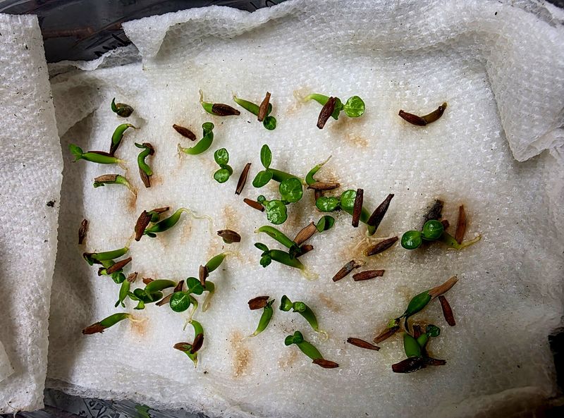 Test Germination Rates Next Spring Test Germination Rates Next Spring