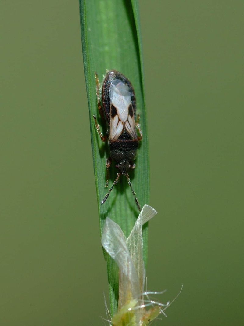 Test The Lawn To Confirm Chinch Bug Damage Test The Lawn To Confirm Chinch Bug Damage