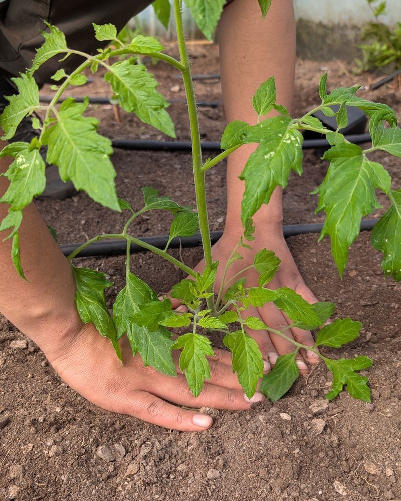 Testing Before Spring Planting Leaves Time To Adjust Testing Before Spring Planting Leaves Time To Adjust