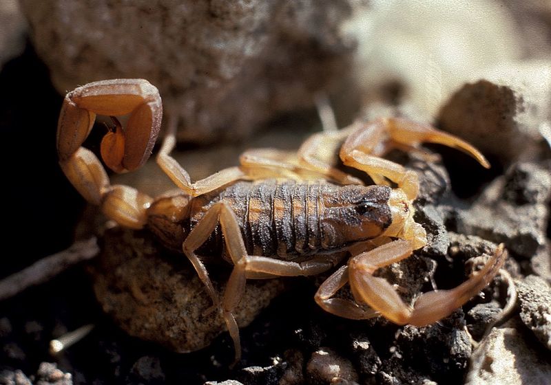 Texas Arachnids Show How Predators And Prey Coexist Texas Arachnids Show How Predators And Prey Coexist