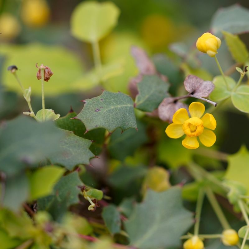 Texas Barberry Texas Barberry
