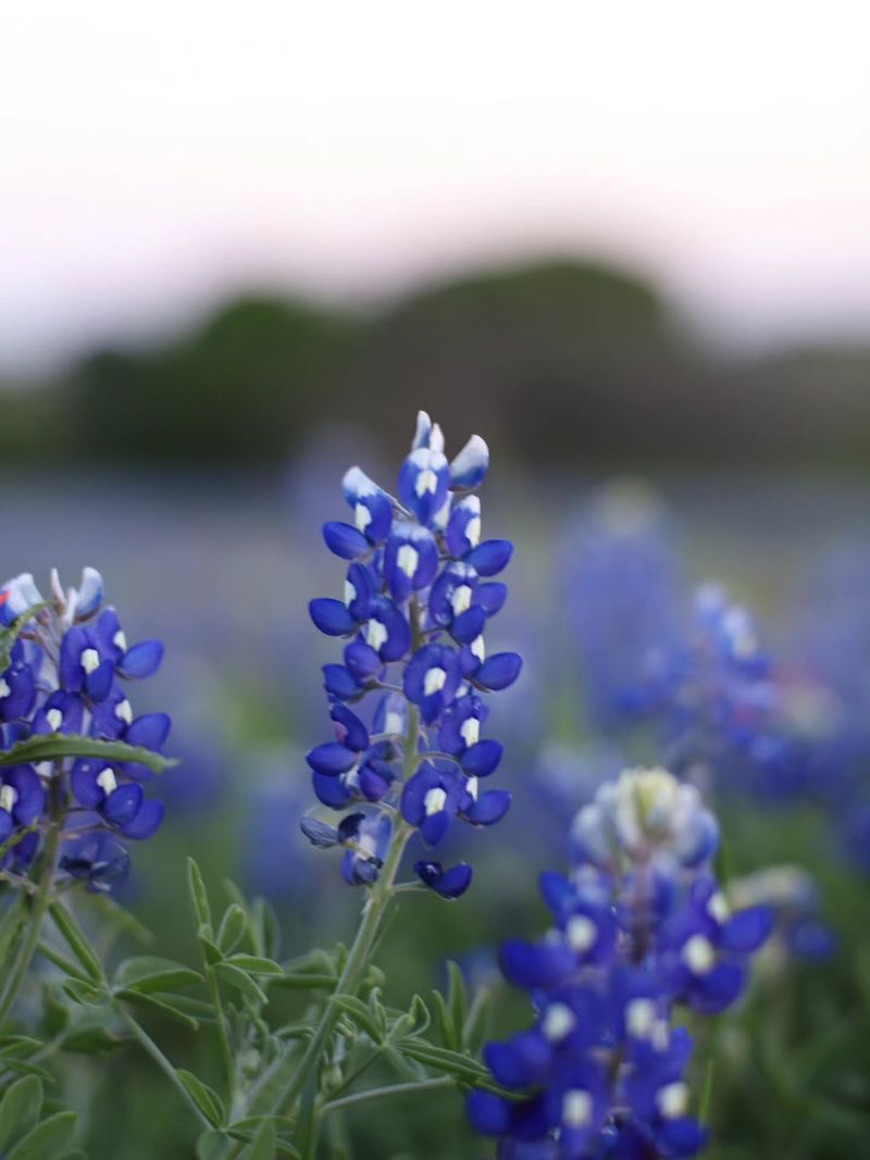 Texas Bluebonnet Texas Bluebonnet