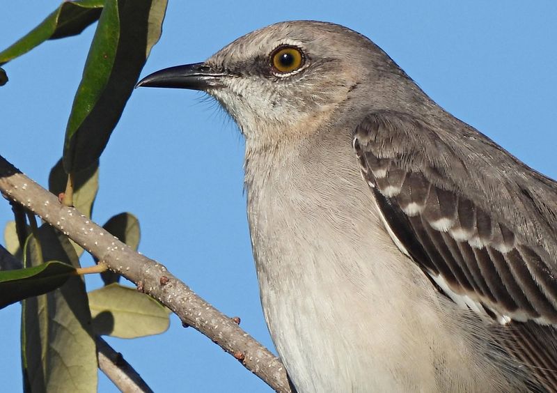 Texas Claims This Bird As Its Own Texas Claims This Bird As Its Own