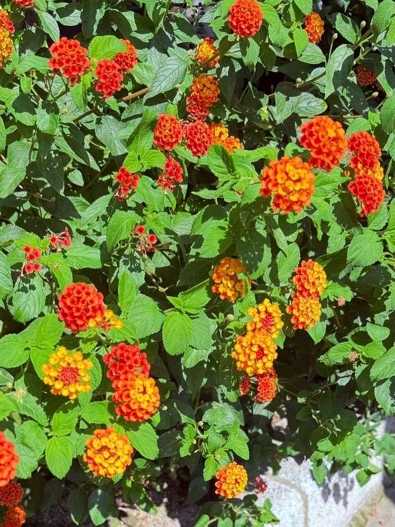 Texas Lantana Texas Lantana